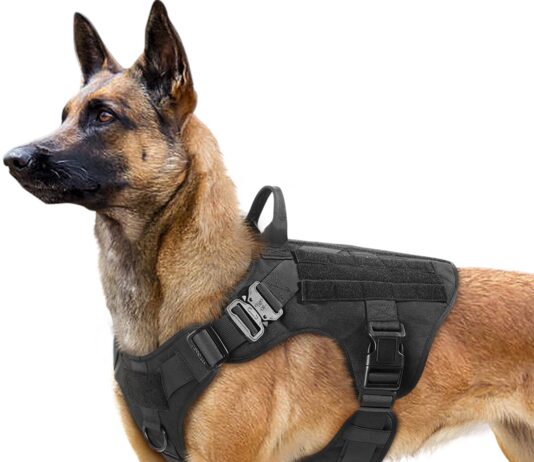 how do i get my dog used to wearing a harness