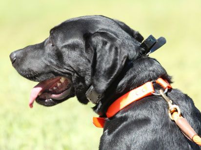 How Do I Know If My Dogs Barking Warrants Using A Bark Collar?