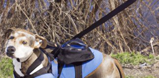 how tight or loose should a dog harness be