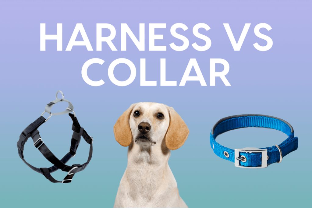Should I Use A Harness Or A Collar For Walking My Dog?