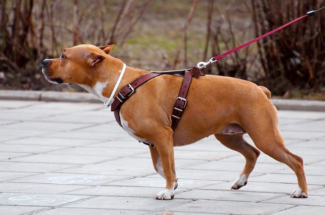 Should I Use A Harness Or A Collar For Walking My Dog?