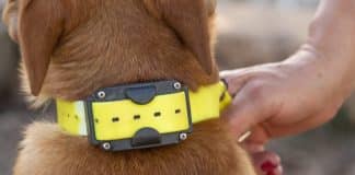 what are the cons of bark collar 4