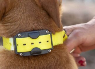 what are the cons of bark collar 4