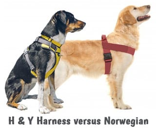 What Is The Difference Between Y And H Harness For Dogs?