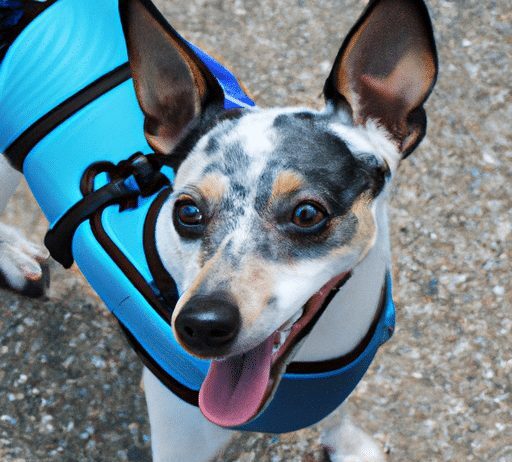 what is the purpose of a dog harness