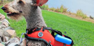 whats the best dog harness for arthritis or injuries