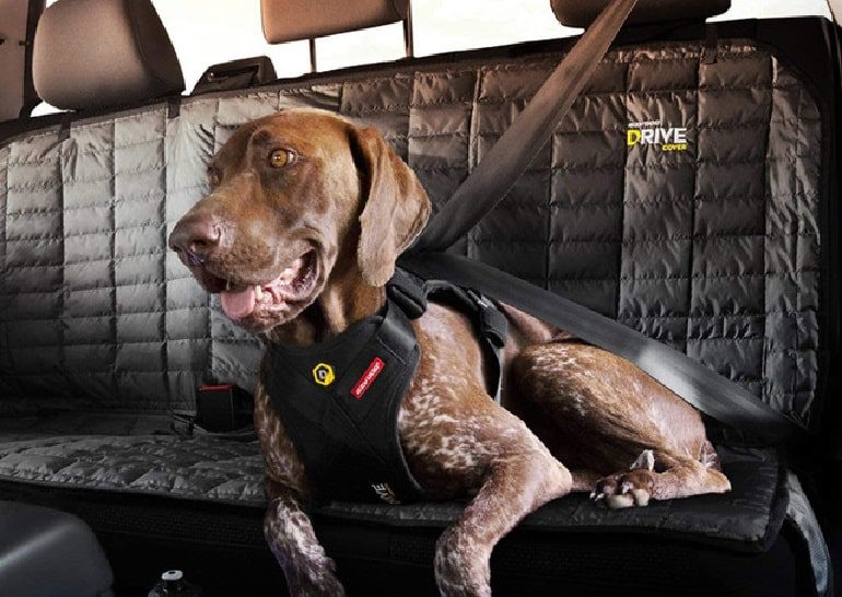 Whats The Best Dog Harness For Car Travel?