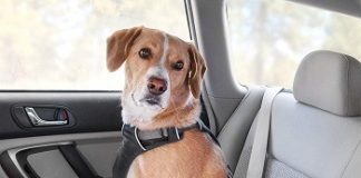 whats the best dog harness for car travel 4