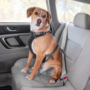 whats the best dog harness for car travel 4