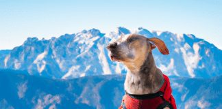 whats the best dog harness for hiking