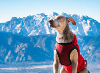 whats the best dog harness for hiking