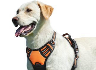 can i make my own no pull dog harness at home