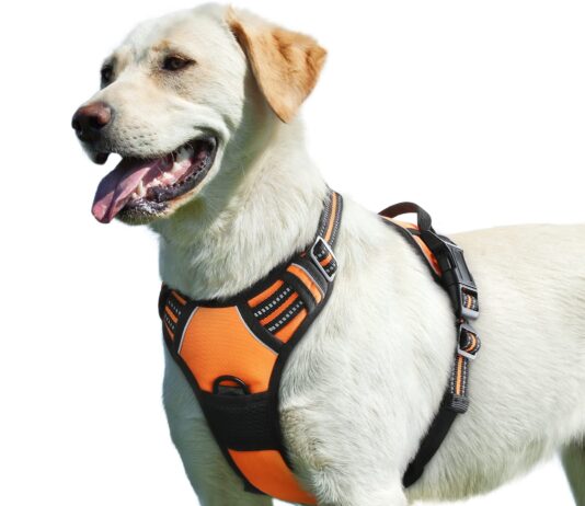can i make my own no pull dog harness at home