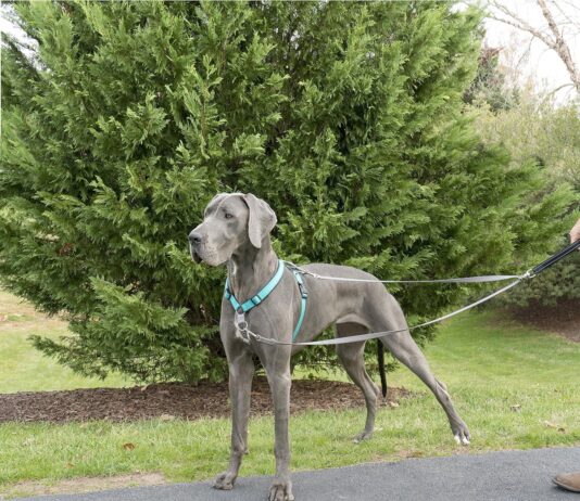 comparing 5 no pull dog harnesses features comfort control