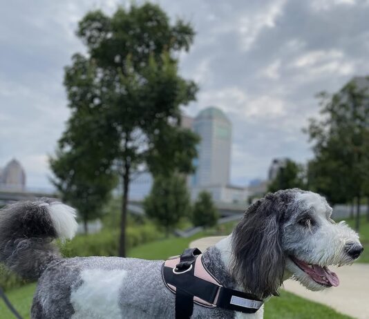 comparing 5 no pull dog harnesses for easy walking training