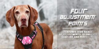 comparing 5 no pull dog harnesses which is the best fit