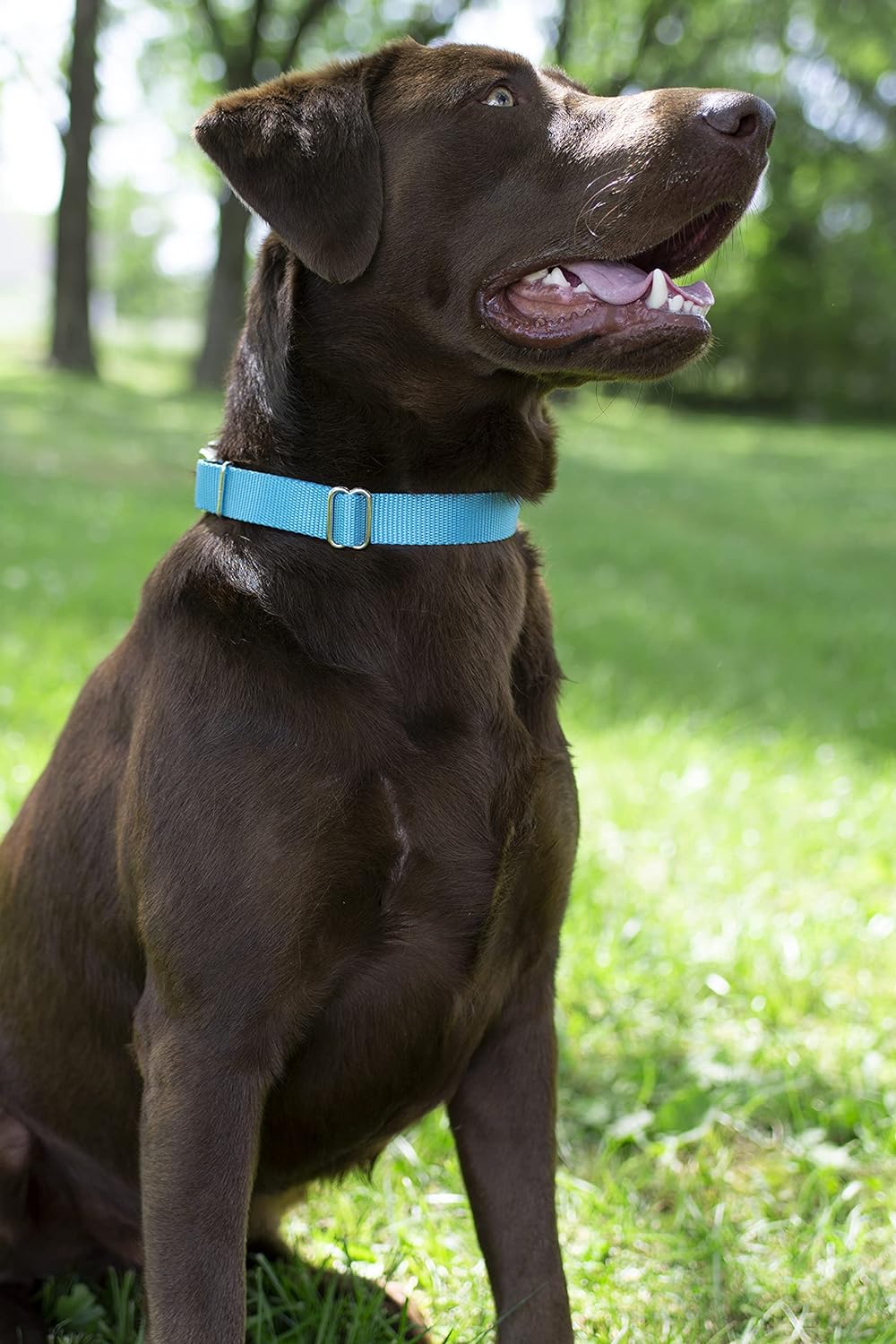 Country Brook Design - Martingale Heavyduty Nylon Dog Collar (Medium (Pack of 1), Black)