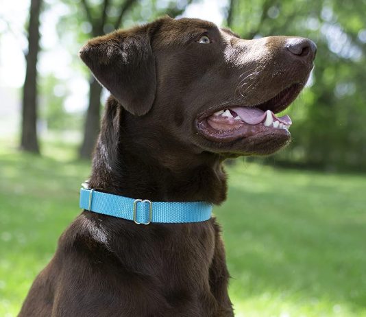 country brook design martingale heavyduty nylon dog collar review