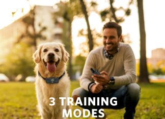 dog care dog training collar with remote review
