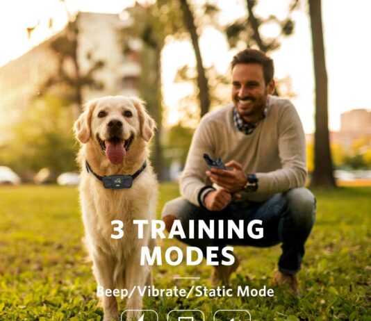 dog care dog training collar with remote review