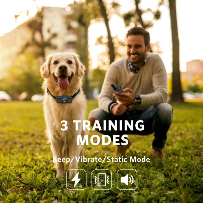 dog care dog training collar with remote review