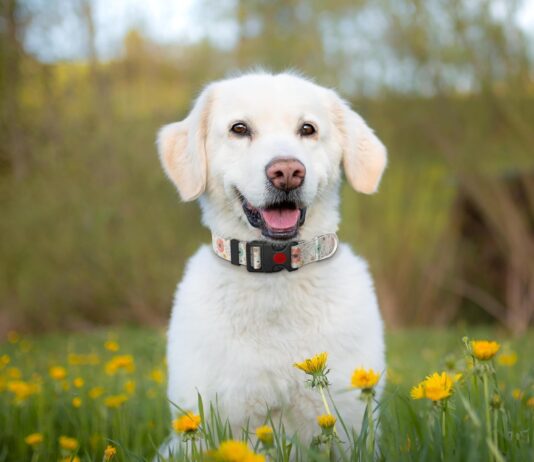 grepad special design patterns dog collar review