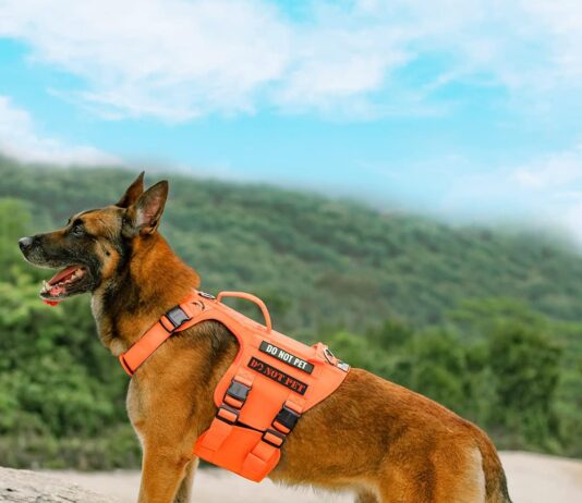 harness showdown 5 top picks for dogs of all sizes