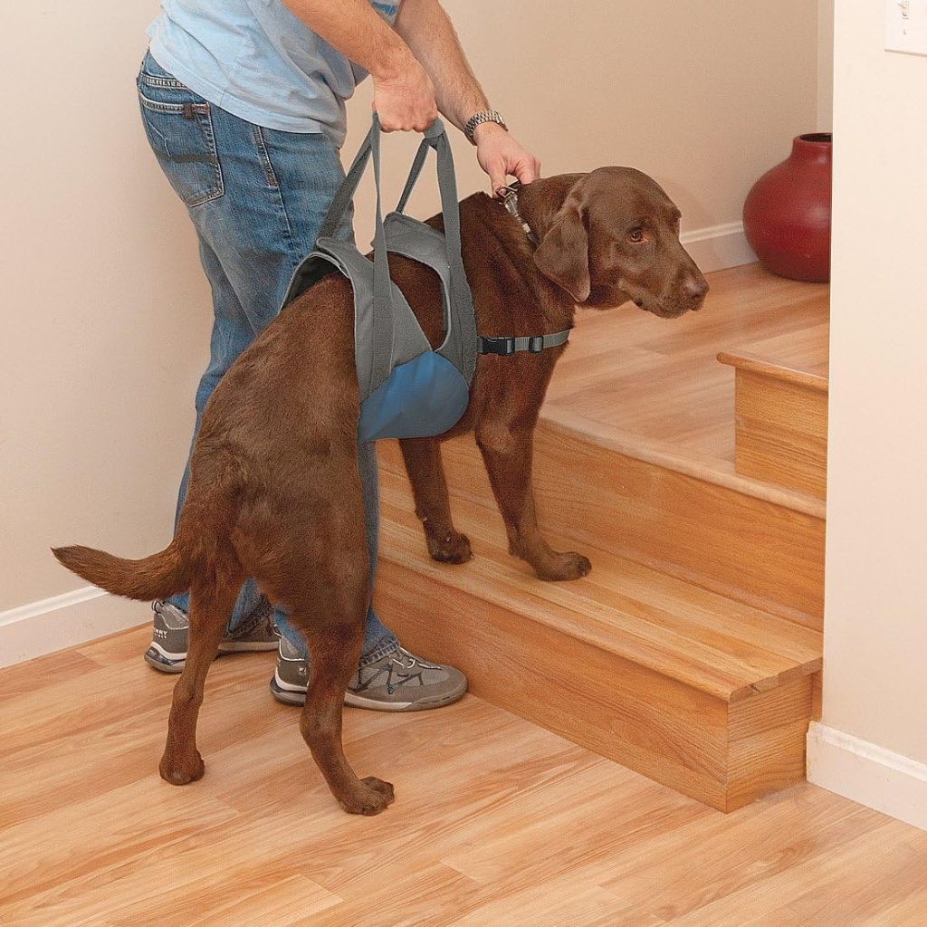 Kurgo Up and About Dog Lifter for Support – Pet Lift Harness Helps Elderly  Disabled Dogs,Blue/Charcoal