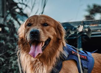 onetigris tactical dog harness review