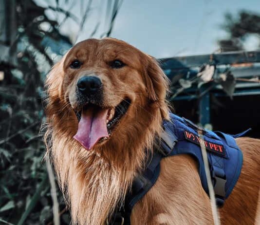 onetigris tactical dog harness review