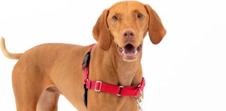 petsafe easy walk no pull dog harness review
