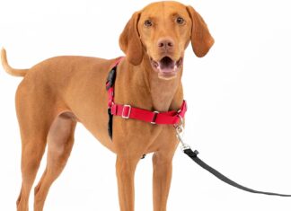 petsafe easy walk no pull dog harness review