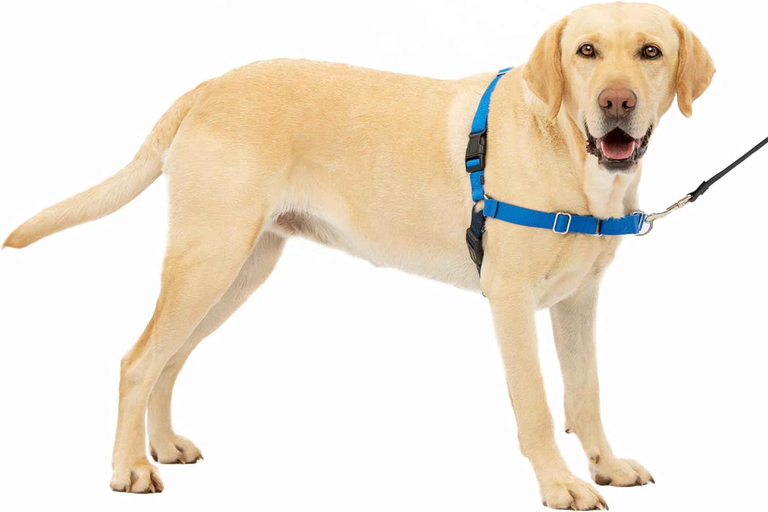 PetSafe Easy Walk No-Pull Dog Harness - The Ultimate Harness to Help Stop Pulling - Take Control  Teach Better Leash Manners - Helps Prevent Pets Pulling on Walks - Medium, Apple Green/Gray