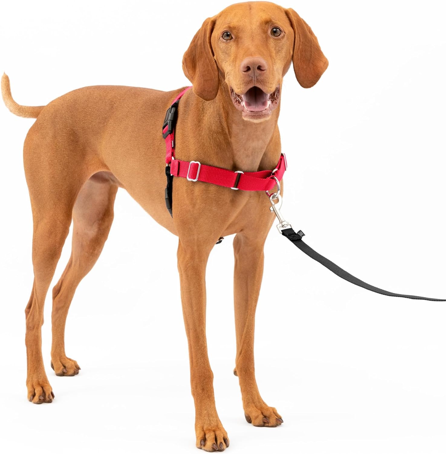 PetSafe Easy Walk No-Pull Dog Harness - The Ultimate Harness to Help Stop Pulling - Take Control  Teach Better Leash Manners - Helps Prevent Pets Pulling on Walks - Medium, Apple Green/Gray