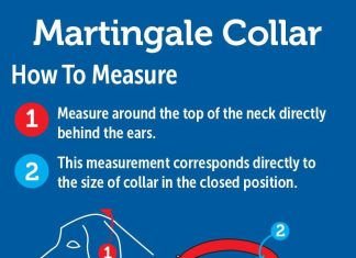 petsafe martingale collar 1 medium red review