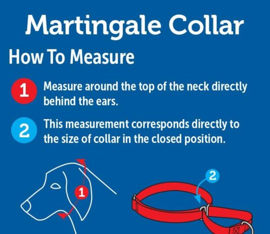 petsafe martingale collar 1 medium red review