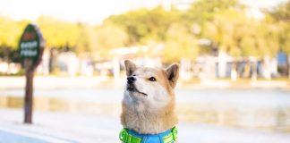 phoepet 2019 upgraded no pull dog harness review