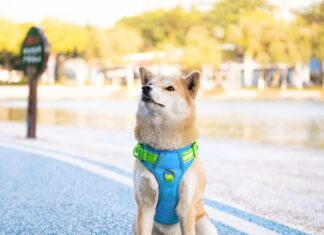 phoepet 2019 upgraded no pull dog harness review