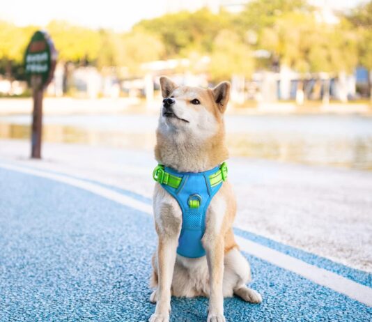 phoepet 2019 upgraded no pull dog harness review