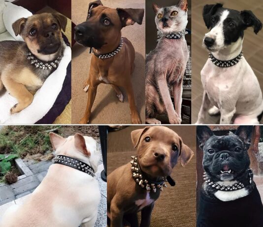 TEEMERRYCA Adjustable Leather Dog Collar Review teemerryca adjustable leather dog collar review