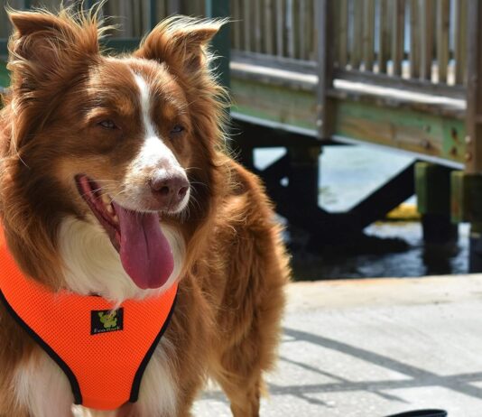 ecobark dog harness eco friendly max comfort harnesses luxurious soft mesh halter over the head harness vest no pull and