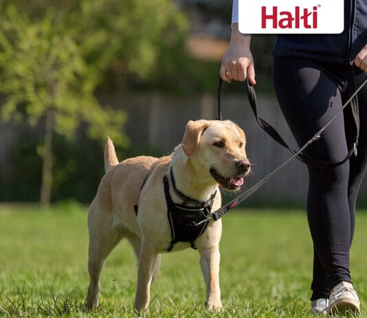 halti no pull harness to stop your dog pulling on the leash adjustable lightweight and easy to use reflective dog traini