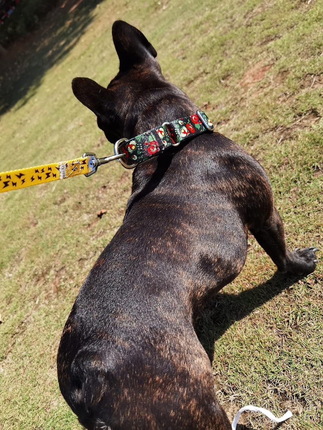 Heavy Duty Nylon Dog Collar, Adjustable Martingale Dog Collar for Walking Training Boy and Girl Dogs Medium Large Dogs (M:36-45CM, Green)