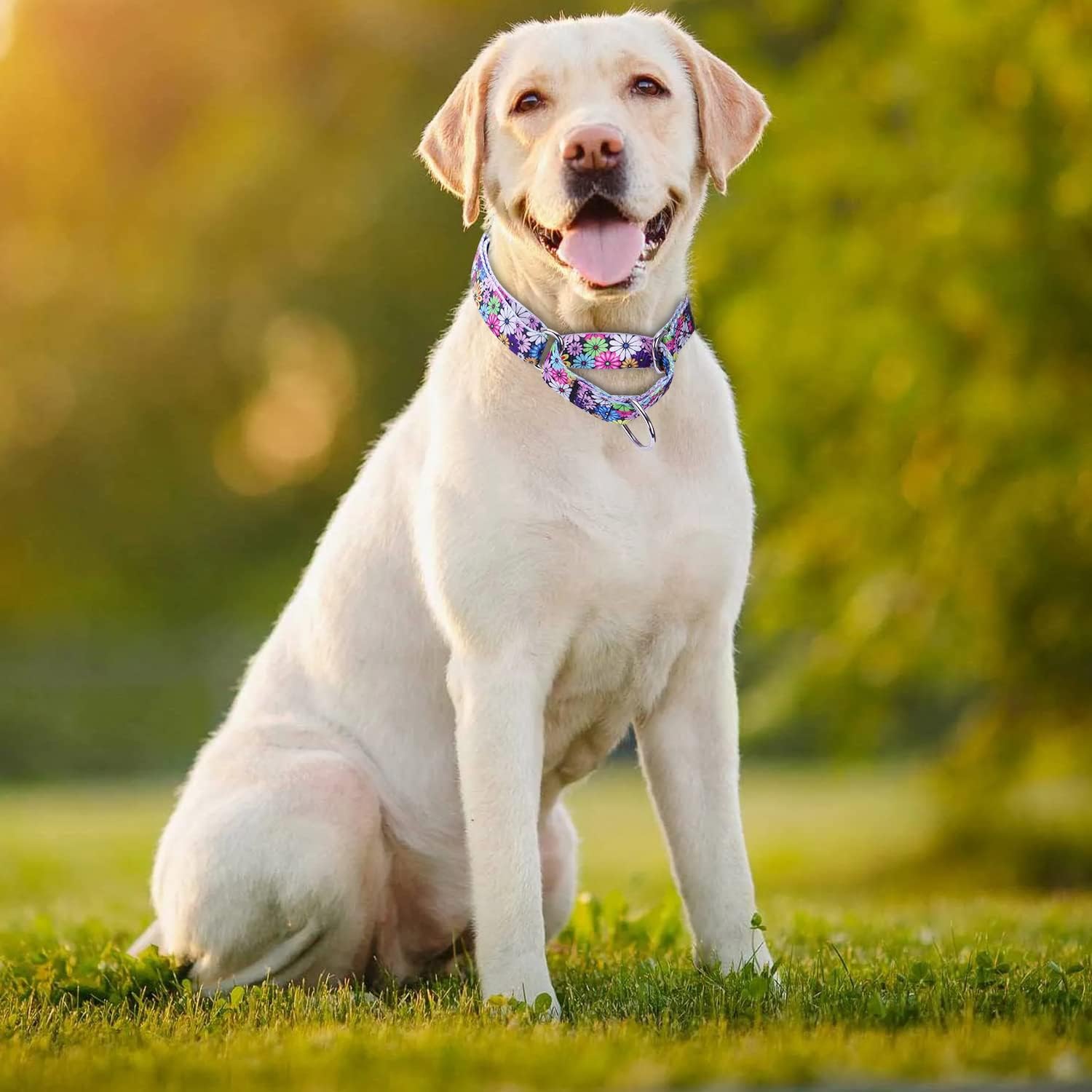 Heavy Duty Nylon Dog Collar, Adjustable Martingale Dog Collar for Walking Training Boy and Girl Dogs Medium Large Dogs (M:36-45CM, Green)