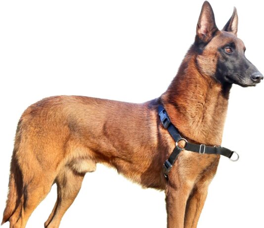 mearrcgo no pull dog harness easy to control walking harness for small medium and large dogs m black