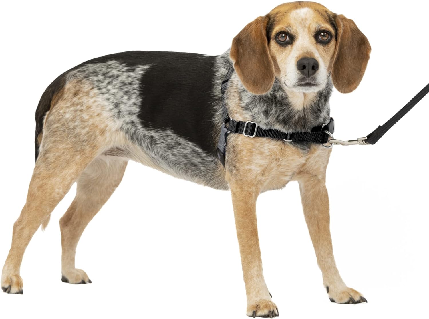 PetSafe Easy Walk No-Pull Dog Harness - The Ultimate Harness to Help Stop Pulling - Take Control  Teach Better Leash Manners - Helps Prevent Pets Pulling on Walks - Small/Medium, Charcoal/Black