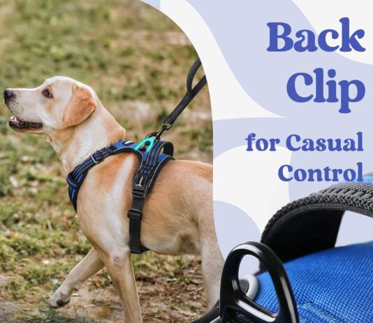 rabbitgoo dog harness small sized no pull pet harness with 3 buckles adjustable soft padded dog vest with instant contro