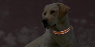 reflective dog collar review
