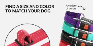 collardirect martingale dog collar review