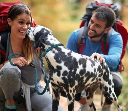 fida durable slip lead dog leash review